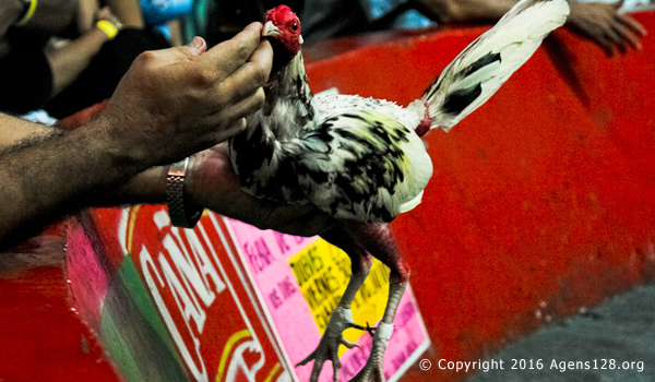 ayam-siap-tempur-colombia