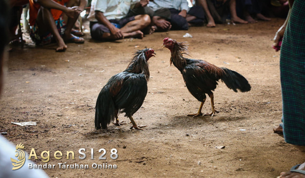 sabung-ayam-myanmar2