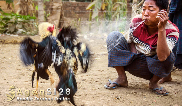 sabung-ayam-myanmar5