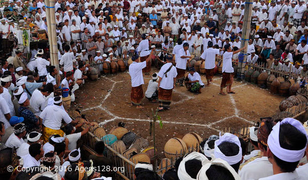 Sabung Pisau Bali Tajen Laga Adu Ayam Keramat Umat Hindu