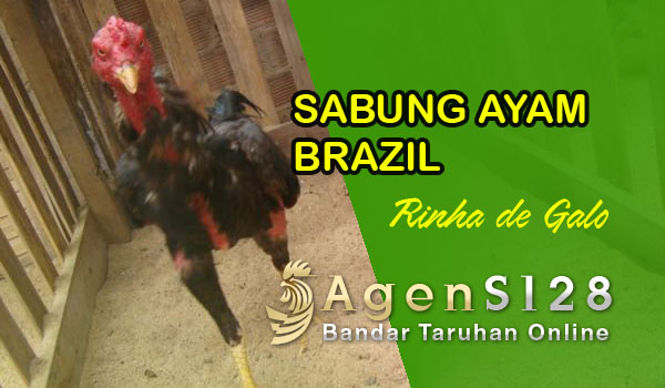 Sabung Ayam Brazil di Porto Alegre Arena Rinha de Gallos